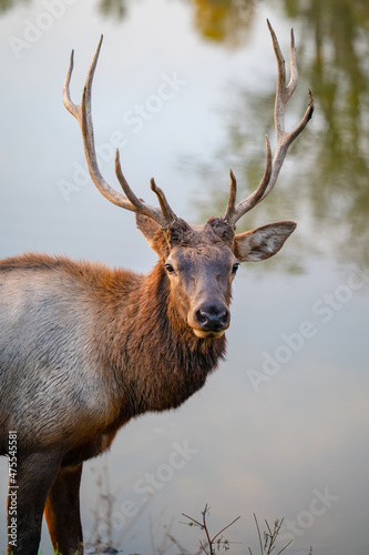 Male Bull Elk with large antlers standing in grass by a lake © Mike Gustafson