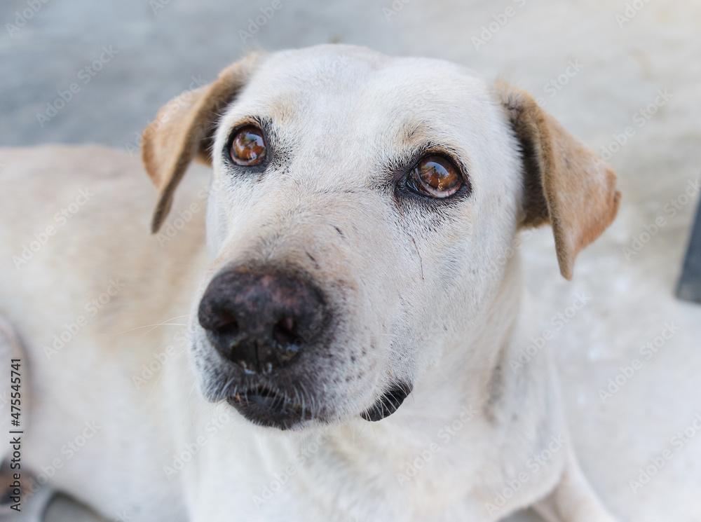 Obraz premium Close-up portrait of a street dog in Thailand .