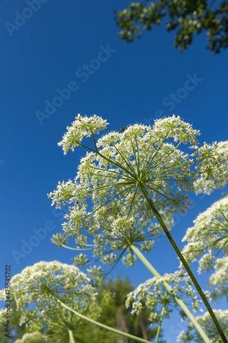 White umbelliferous flower with insects and blue sky background photo