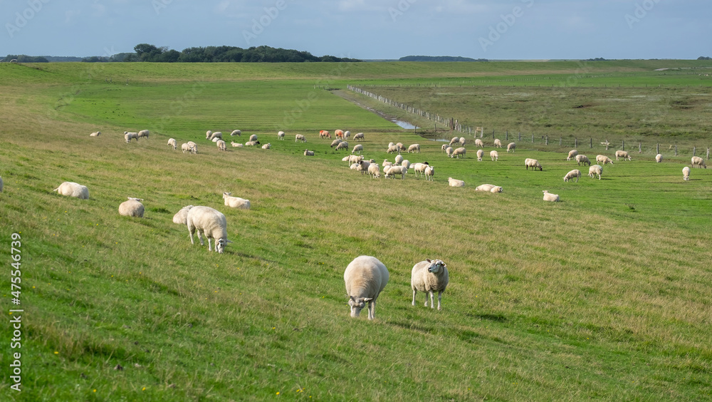 Obraz premium Schafe auf Salzwiesen, Föhr