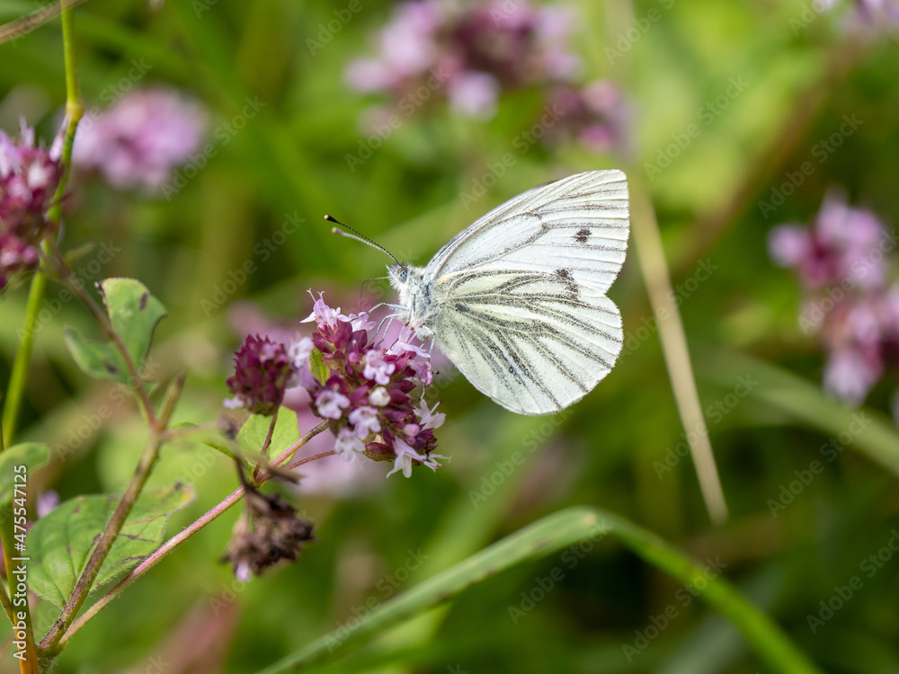 Green-veined White Feeding on Marjoram Green-veined White Feeding on Marjoram