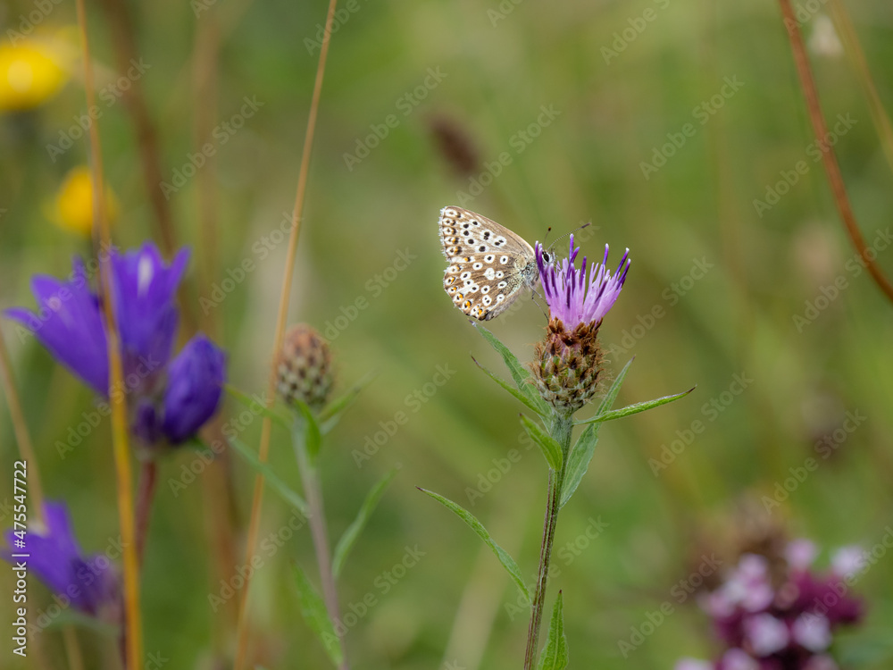 Chalkhill Blue Butterfly Resting Wings Closed Chalkhill Blue Butterfly Resting Wings Closed