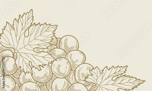 Grape wine, grapes and vines - vector engraved illustration. Vintage bunch of grapes