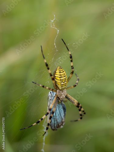 Female Wasp Spider on a Web Having Predated a Chalkhill Blue Butterfly