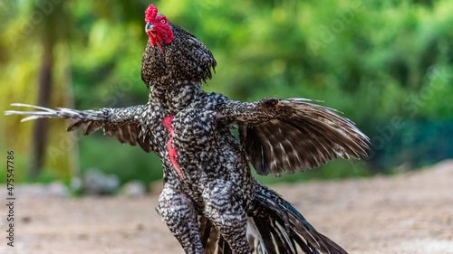 Indian breed (karun keeri seval) rooster with green background photo