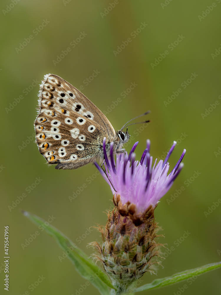 Chalkhill Blue Butterfly Resting Wings Closed Chalkhill Blue Butterfly Resting Wings Closed