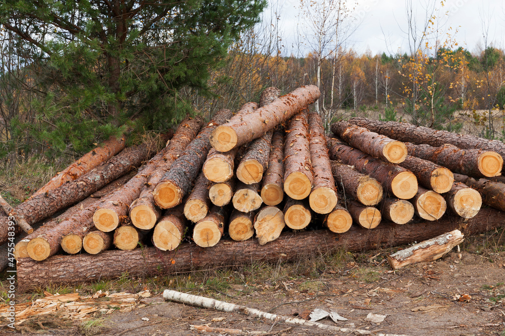 pine trunks lie near the place of deforestation