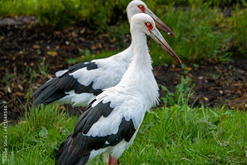 Fototapeta premium Zwei Maguaristörche nebeneinander