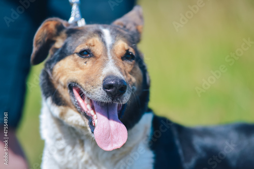 joyful mongrel dog from the shelter on a walk