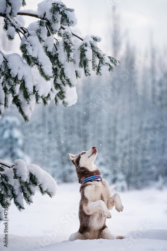 Husky Dog in snow and winter
