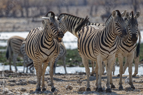 Zebras in Rietfontein