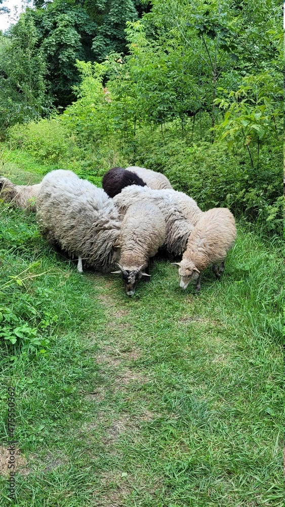 Naklejka premium sheep in the meadow