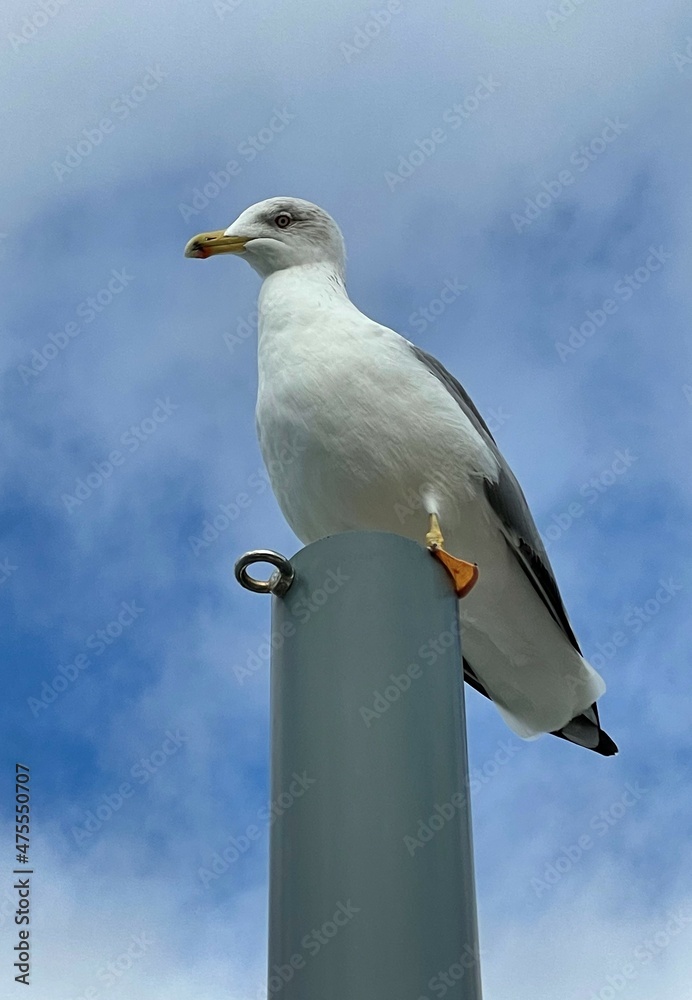 Obraz premium Seagull on a post