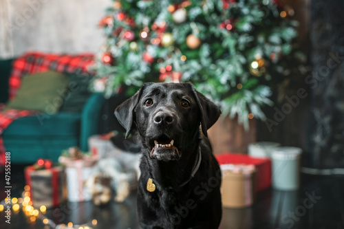 happy new year dog near Christmas tree