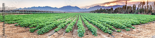 Canvas Panoramic view on the field with young potato plants and system of irrigation