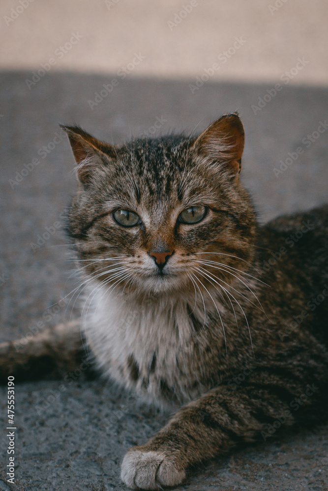 Cute cat on the street 