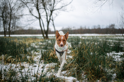 Fototapeta Naklejka Na Ścianę i Meble -  Dog and beautiful nature landscape in winter