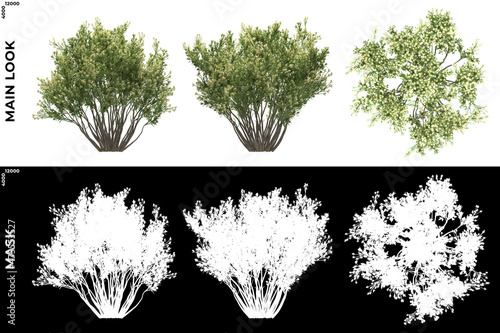 3D Rendering of Front, Left and Top view of Trees (Baccharis Pilularis) with alpha mask to cutout and PNG editing. Forest and Nature Compositing.