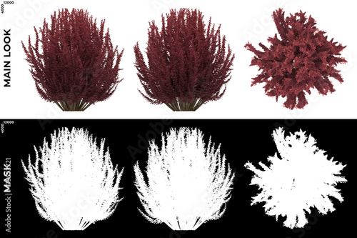 Canvas-taulu 3D Rendering of Front, Left and Top view of Trees (Berberis Thumbergi) with alpha mask to cutout and PNG editing