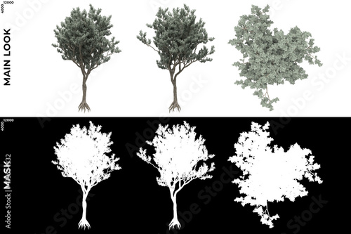 3D Rendering of Front, Left and Top view of Trees (Conocarpus, Erectus) with alpha mask to cutout and PNG editing. Forest and Nature Compositing. photo