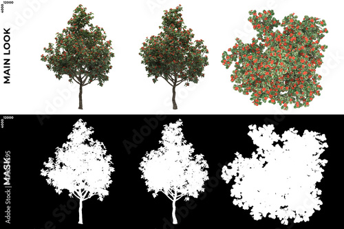 3D Rendering of Front, Left and Top view of Trees (Cordia Sebestena) with alpha mask to cutout and PNG editing. Forest and Nature Compositing.