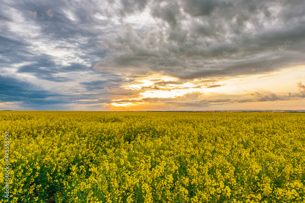 Fototapeta premium blooming yellow rape, oil canola or colza field in the afternoon