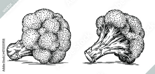 black and white engrave isolated broccoli vector illustration