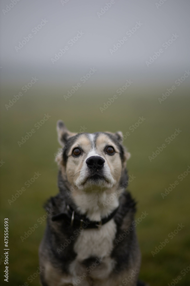 sad dog on the background of a foggy field