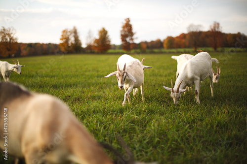 Dairy goats grazing in a field during the summer season in Ontario  Canada.