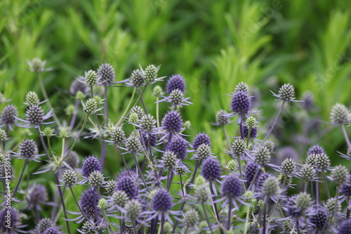 Mediterranean sea holly (Eryngium bourgatii ) blooming in the sunlight.. photo