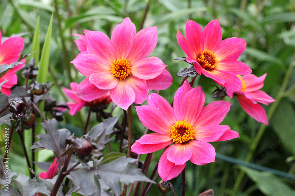 Pink single 'Twyning's Revel' Dahlia in flower Pink single 'Twyning's Revel' Dahlia in flower