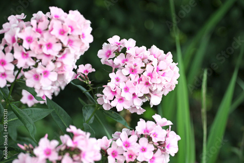 Garden Phlox paniculata white eye 'flame' in flower