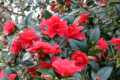 Red Camellia 'Freedom Bell' in flower