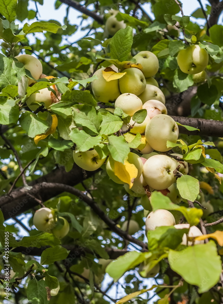 Apple tree fruits close-up on the background of leaves in summer Apple tree fruits close-up on the background of leaves in summer