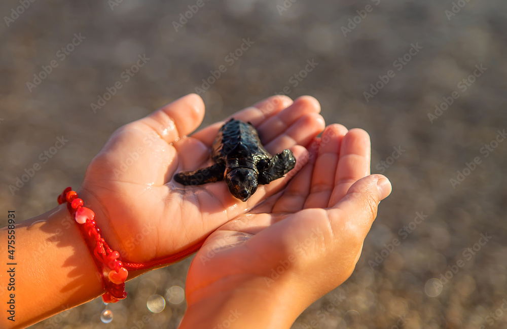 Little turtle on the seashore in the hands of a child. Selective focus. Little turtle on the seashore in the hands of a child. Selective focus.