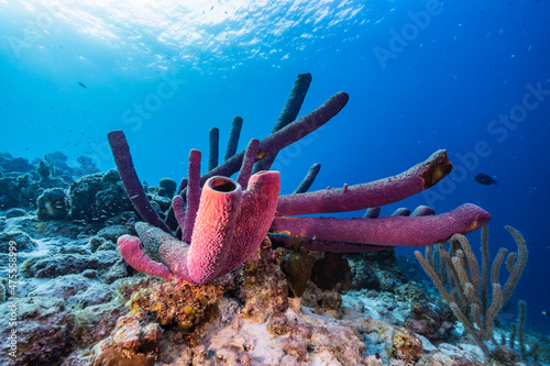 Fototapeta Naklejka Na Ścianę i Meble -  Seascape with various fish, coral, and sponge in the coral reef of the Caribbean Sea, Curacao