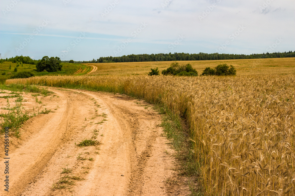 A winding country road leading through a cereal-planted field