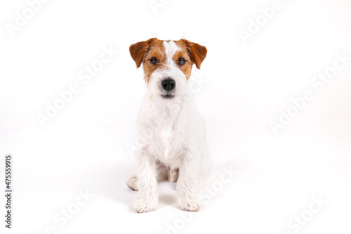 Close up shot of wire haired jack russell terrier pup with with brown markings on the face, isolated on white background. Studio shot of rough coated pup with folded ears. Copy space for text.