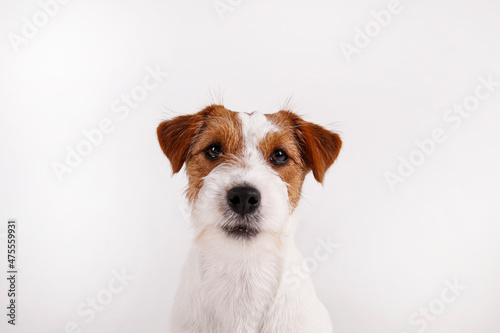 Close up shot of wire haired jack russell terrier pup with with brown markings on the face, isolated on white background. Studio shot of rough coated pup with folded ears. Copy space for text. © Evrymmnt