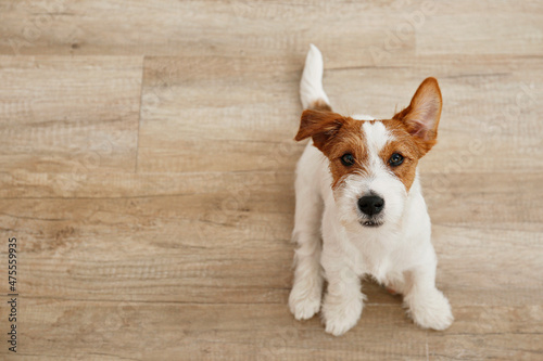Foto Cute four months old wire haired Jack Russel terrier puppy looking up