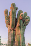 Giant saguaro cactus standing during arizona sunset 