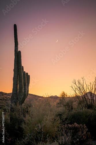 Cactus saguaro with moon in background during sunset