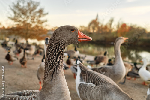 Close-up portrait of a graylag goose in front of other geese and ducks in a park during sunset