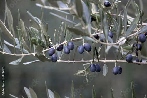 olives on the tree ready to be picked