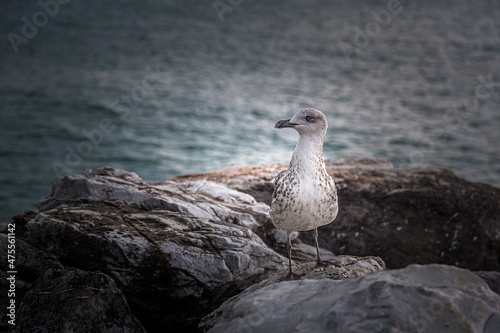 a curious and nice seagull on the rock
