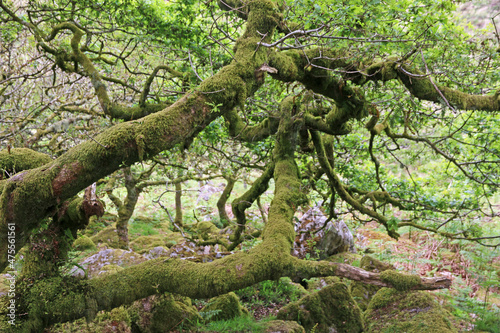   Wistmans wood in Dartmoor  Devon 