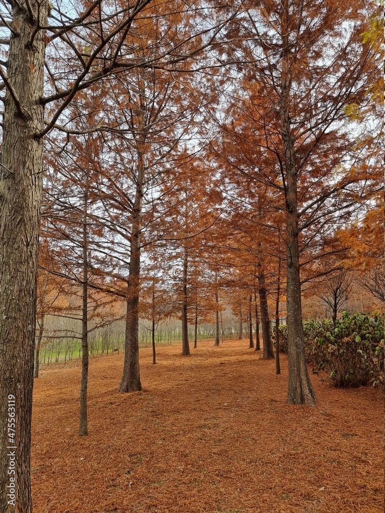 Naklejka premium Scenery, trees, winter trees, autumn trees, nature, ponds, lakes, skies, clouds, dry trees, melancholy, quiet.