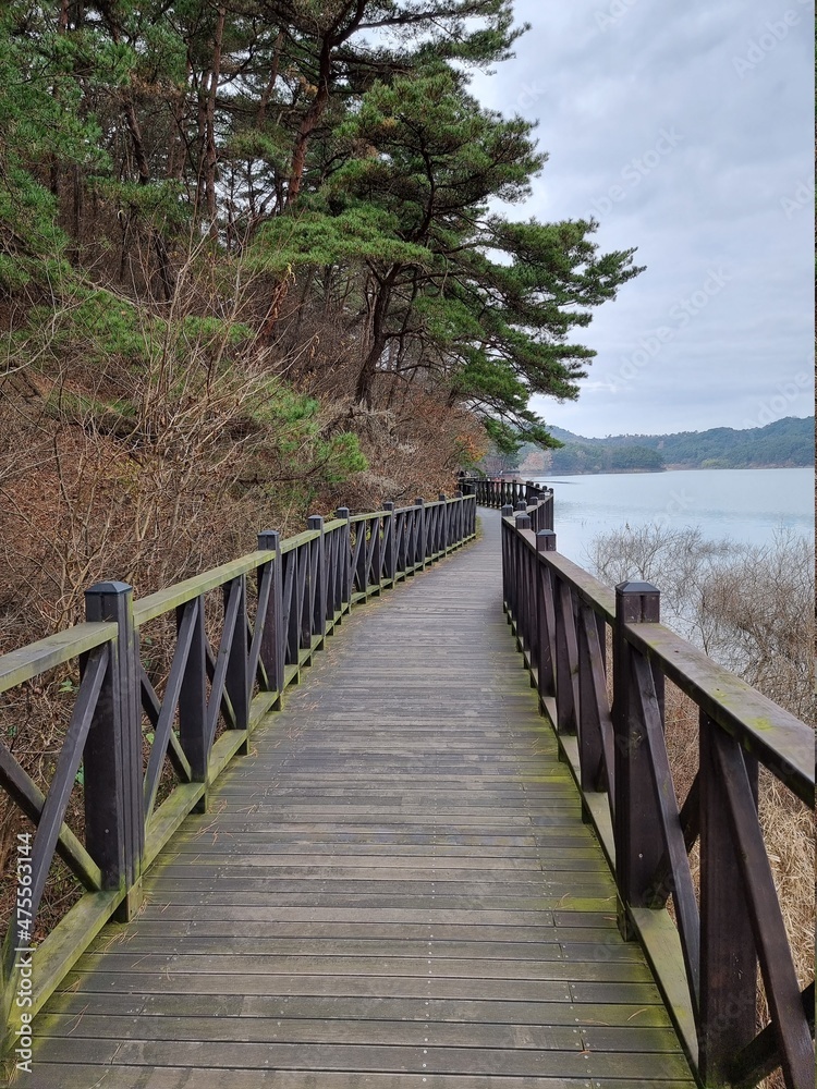 Obraz premium Scenery, trees, winter trees, autumn trees, nature, ponds, lakes, skies, clouds, dry trees, melancholy, quiet.