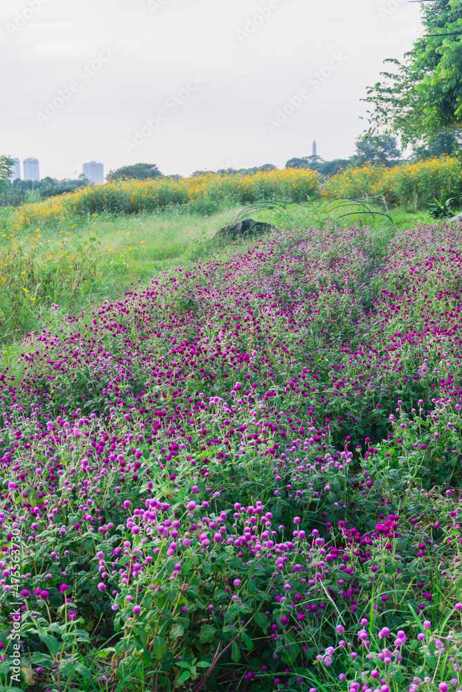 summer view of blooming wildflowers in the meadow. Globe Amaranth, Sulfur cosmos flowers and reeds in the countryside sunset summer view of blooming wildflowers in the meadow. Globe Amaranth, Sulfur cosmos flowers and reeds in the countryside sunset