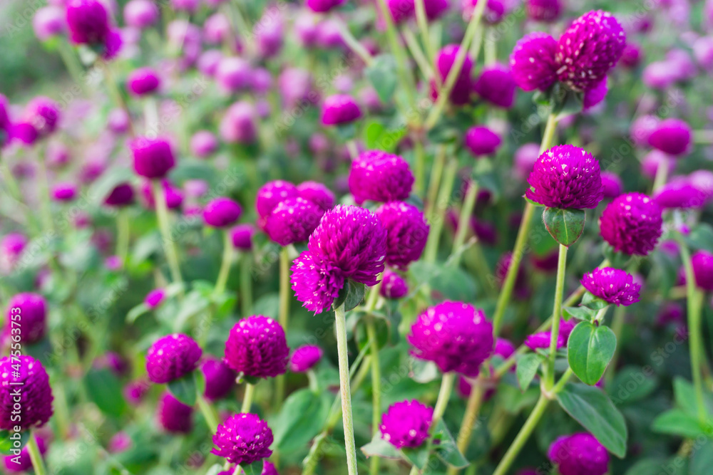 Globe Amaranth or Bachelor Button flower garden. Wild purple flower nature in garden, purple Globe Amaranth background Globe Amaranth or Bachelor Button flower garden. Wild purple flower nature in garden, purple Globe Amaranth background